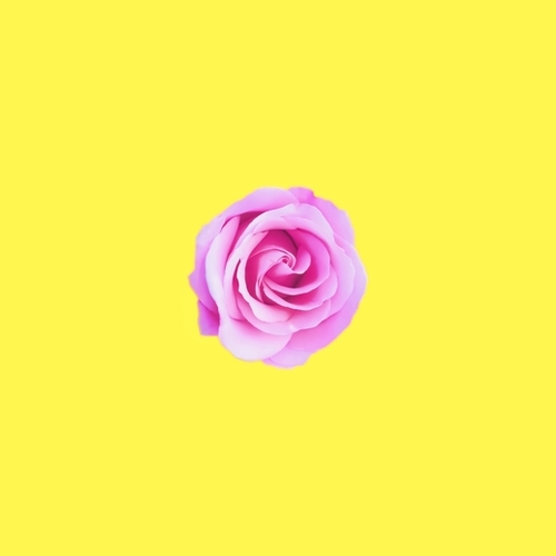 closeup pink rose with yellow background Mural by Timmy333