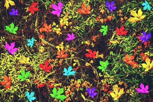 maple leaf in blue red green yellow pink orange with green creepers plants background Mural by Timmy333