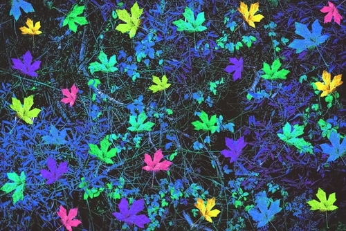 maple leaf in pink green purple blue yellow with blue creepers plants background Mural by Timmy333