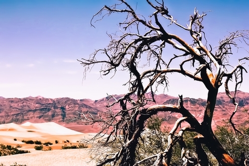 tree in the desert with mountain and blue sky in summer at Death Valley national park, USA Mural by Timmy333
