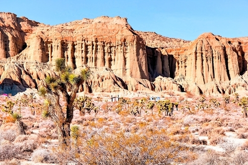 cactus in the desert with blue sky in summer at California,  USA Mural by Timmy333