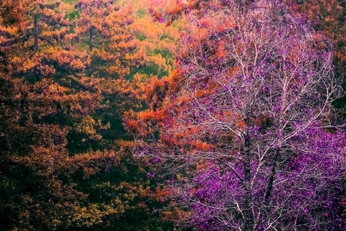 autumn tree in the forest with purple and brown leaf Mural by Timmy333