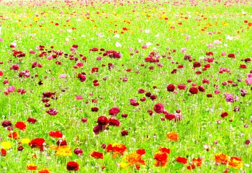 blooming flower field Mural by Timmy333