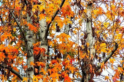 autumn maple leaves background Mural by Timmy333