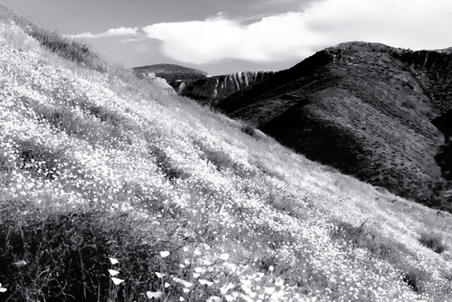 poppy flower field with mountain and cloudy sky background in black and white Mural by Timmy333