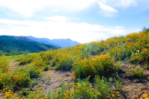 yellow poppy flower field with green leaf and blue cloudy sky in summer Mural by Timmy333