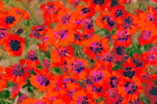 blooming red flower with green leaf background Mural by Timmy333