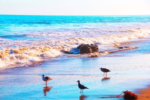 seagull bird on the sandy beach with blue wave water in summer Mural by Timmy333