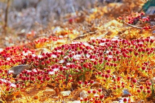 closeup red flower with green leaf background Mural by Timmy333
