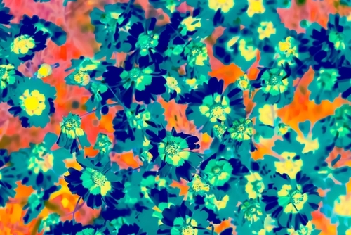 blooming blue flower with pink background Mural by Timmy333