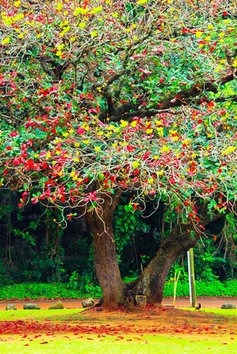 big tree with green yellow and red leaves Mural by Timmy333