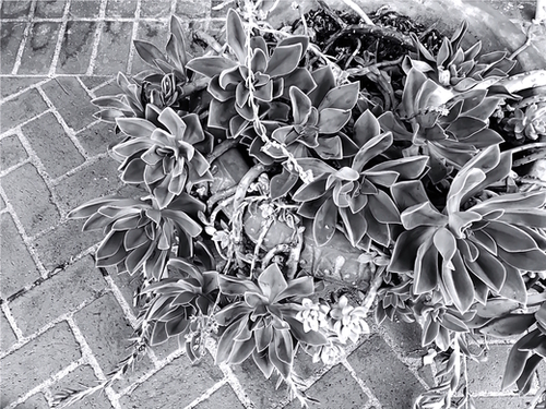 succulent plant with brick floor background in black and white Mural by Timmy333