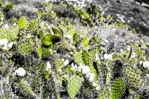 texture of the green cactus with white flower in the desert  Mural by Timmy333