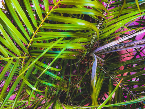 closeup green leaves plant texture abstract background Mural by Timmy333
