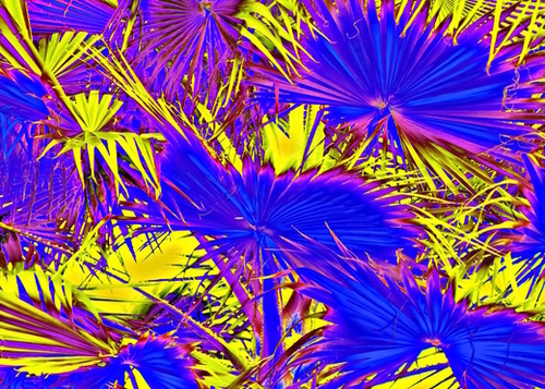 closeup palm leaf texture abstract background in blue pink and yellow Mural by Timmy333