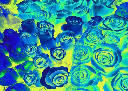 bouquet of roses texture pattern abstract in blue and green Mural by Timmy333