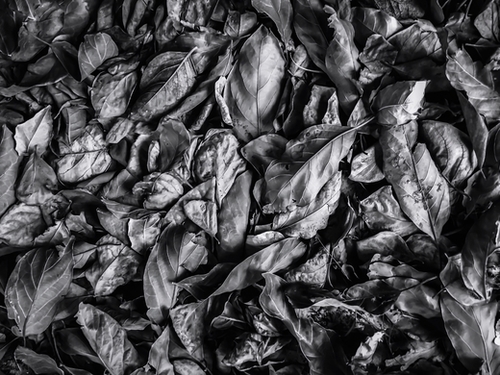 closeup leaf texture in black and white Mural by Timmy333