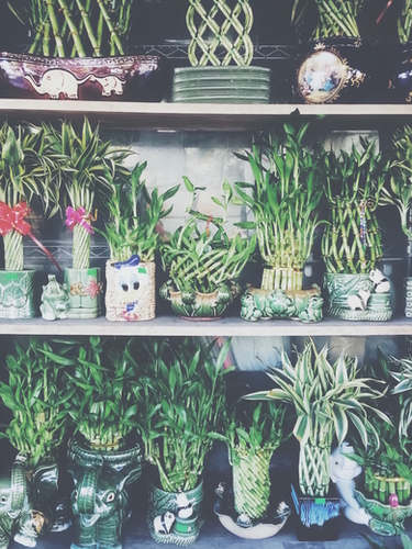 green bamboo plant in the vase pattern background Mural by Timmy333