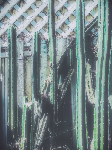 closeup green cactus with old vintage wood background Mural by Timmy333