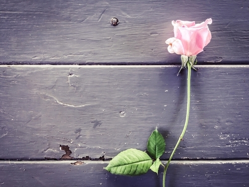 pink rose background Mural by Timmy333