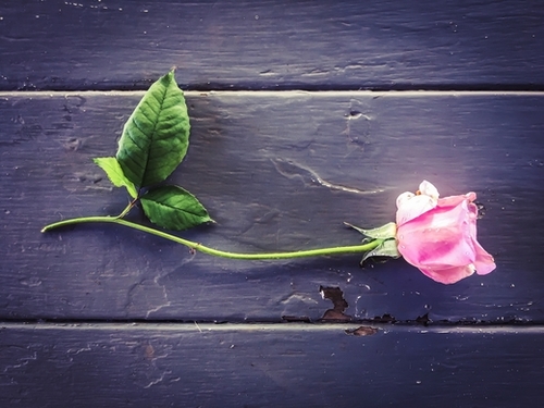 pink rose with wood table background Mural by Timmy333