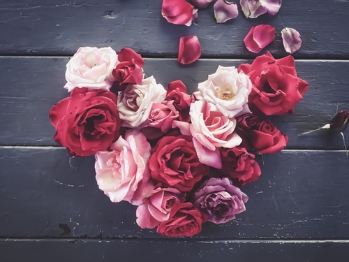 red and pink rose in the heart shape  Mural by Timmy333
