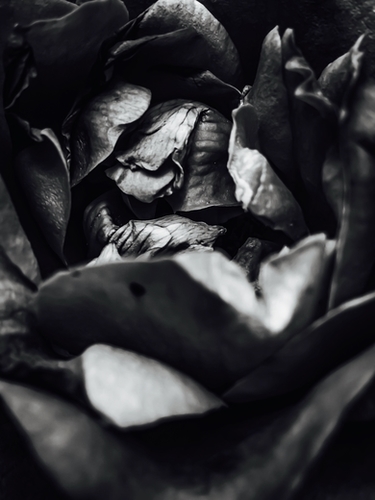 rose texture abstract in black and white Mural by Timmy333