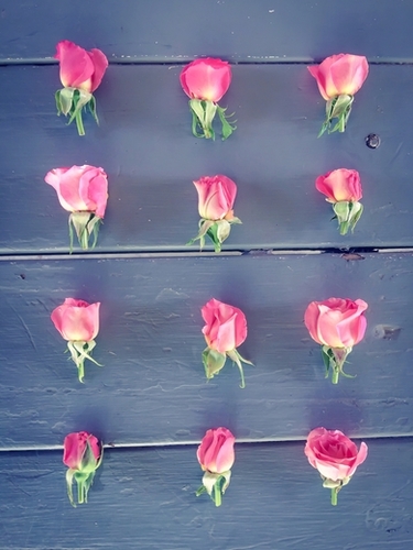 pink baby roses on the wooden table Mural by Timmy333