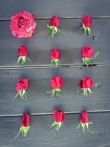 red roses and pink rose on the table Mural by Timmy333