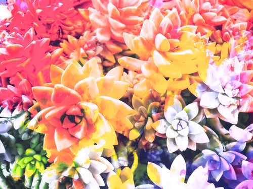 closeup of the succulents leaves texture with splash painting abstract Mural by Timmy333