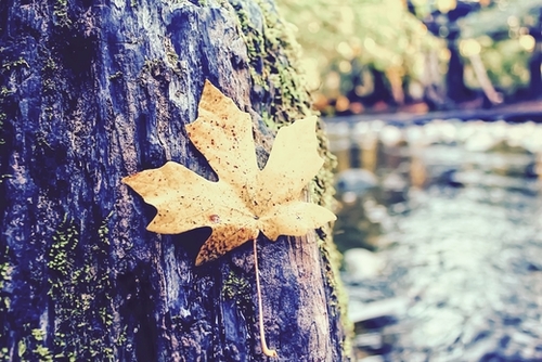 maple leaf on the tree with river and forest background Mural by Timmy333