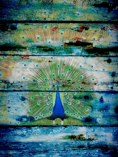  Peacock II Mural by Irena Orlov