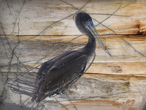 Pelican Mural by Irena Orlov