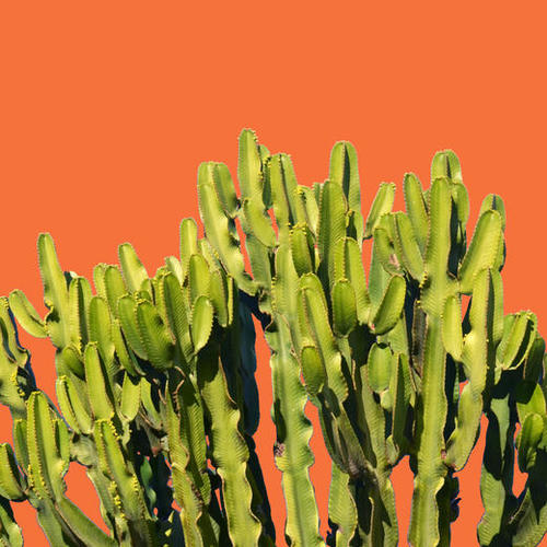 Bold Cactus Mural by Uma Gokhale