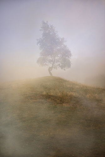 Loneliness at foggy dawn Mural by Jarek Blaminsky